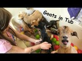 Baby Goats Party in Bath Tub