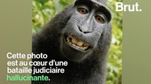 Un selfie de singe au coeur d'une étrange bataille judiciaire