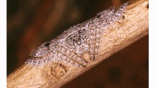 Know the Details of Wraparound Spiders