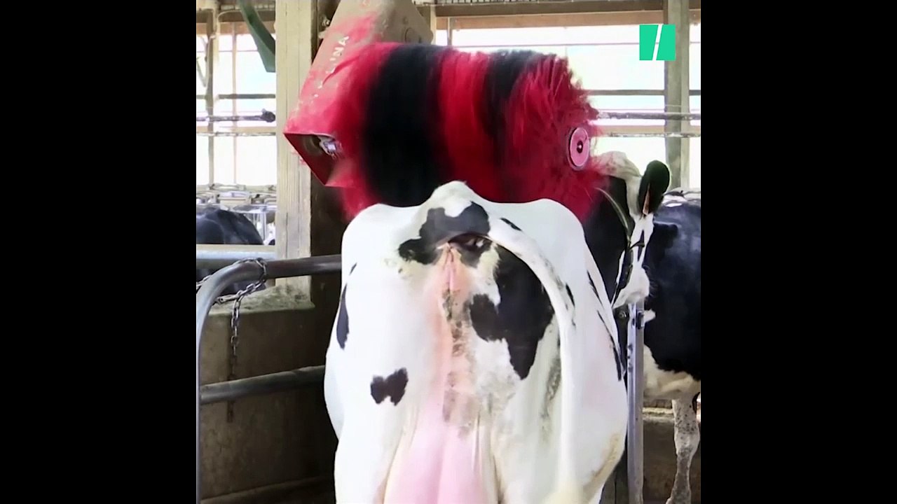 Ils câlinent leurs vaches, elles font du meilleur lait