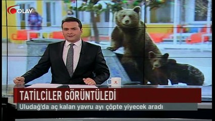 Uludağ'da aç kalan yavru ayı çöpe girdi (Haber 25 07 2017)