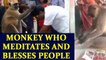Meditating monkey blesses temple going devotees, watch video | Oneindia News