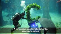 Singapour: un lamantin fête ses trois ans