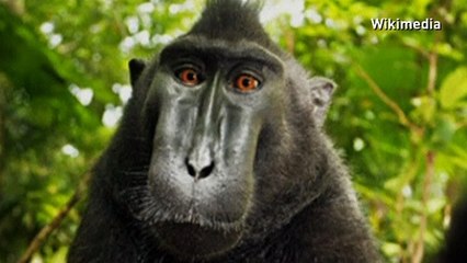 David J Slater says famous monkey selfie ruined him