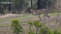 Two cheetahs kill warthog piglets in Kruger National Park