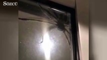 Dev örümcek sosyal medyayı karıştırdı