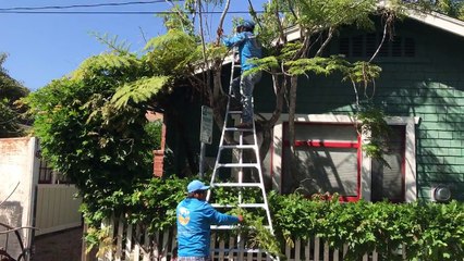 Santa barbara Gardener  in Tree Pruning Job