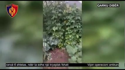 Ora News - Asgjesohet kanabis në Mat dhe Bulqizë, 6 të arrestuar, mes tyre kryeplaku