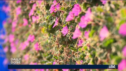 DAILY DOSE | Vertical field of dreams | Wednesday, July 26th 2017