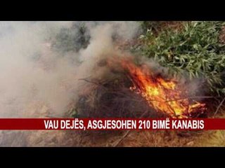 ASGJESOHEN 210 BIMË KANABIS, SHPALLET NË KËRKIM 22 VJEÇARI