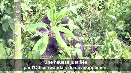 Gorilles et safaris: le Rwanda mise sur le tourisme de luxe