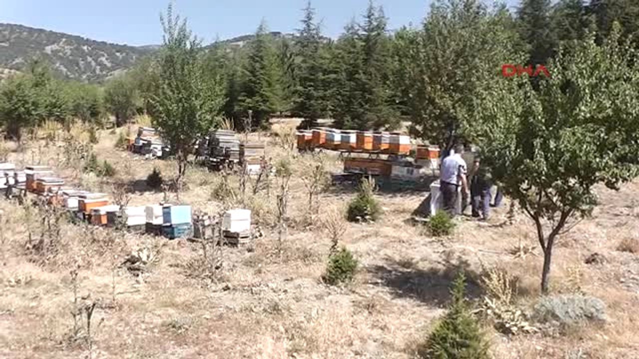 Tokat'ta Bal Hasadı Başladı
