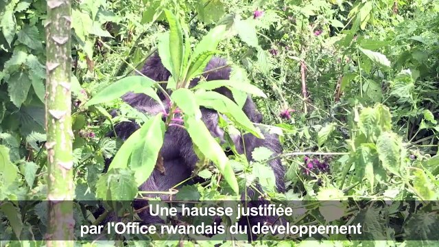 Gorilles et safaris: le Rwanda mise sur le tourisme de luxe