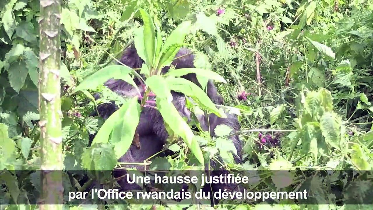 Gorilles et safaris: le Rwanda mise sur le tourisme de luxe