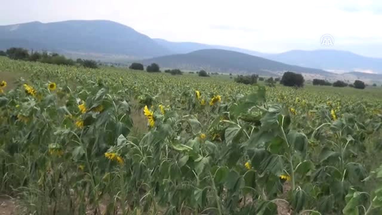 Ay Çekirdeği Üreticileri Hasadı Bekliyor