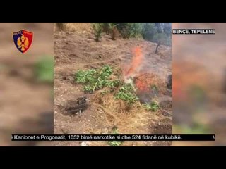 Operacioni antidrogë në Tepelenë/ Demiraj monitoron situatën në terren