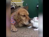 Kedi Tarafından Saldırıya Uğrayan Mazlum Köpek
