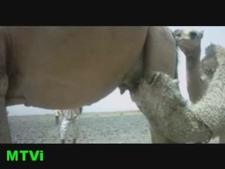 :.. AHUZAR SAMHI YABABANU MTVI.::