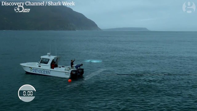 The race between Michael Phelps and a great white shark