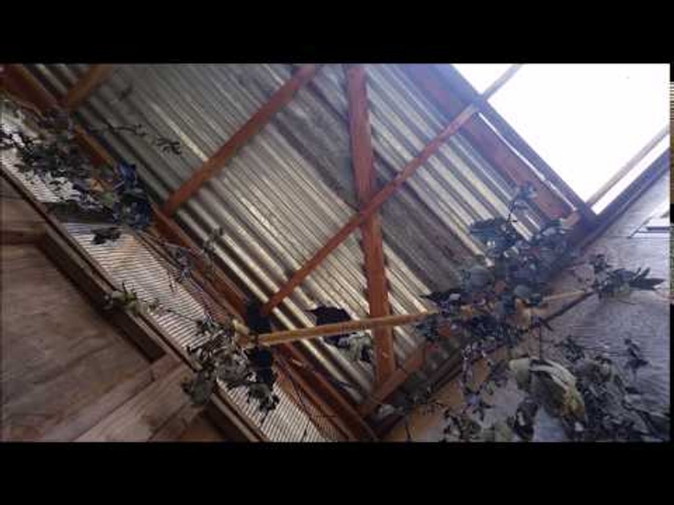 Two Crows Bicker in Their Tree top