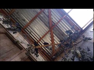 Two Crows Bicker in Their Tree top