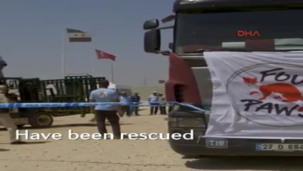 Bursa Türkiye 'hayvan Göçmenlere' de Kucak Açtı