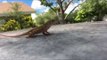 Man Captures Slow Motion Adventurous Jumping Lizard