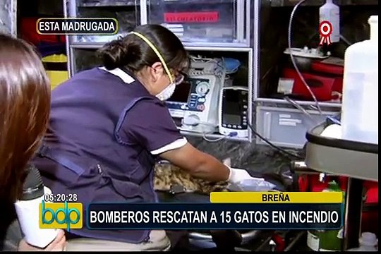 Breña: bomberos rescatan a 15 gatos tras incendio