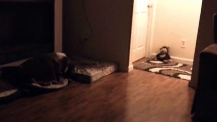 Quand ton chien veut absolument dormir dans ta chambre !