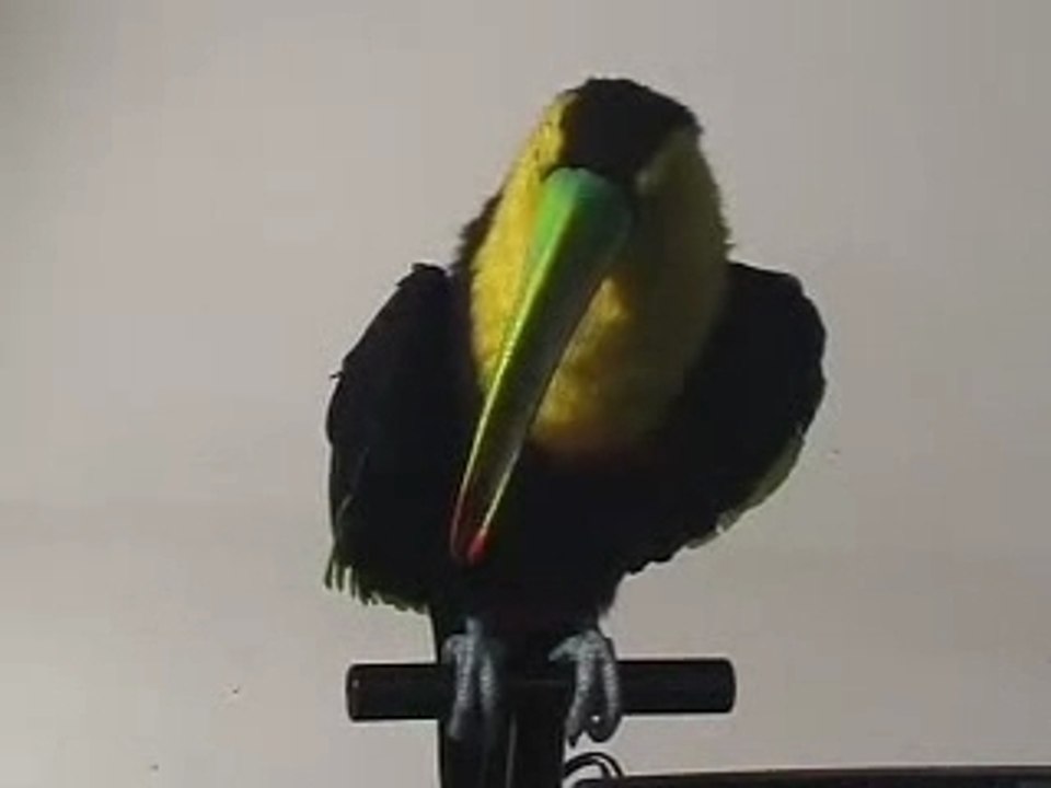 Programming an Animatronic Toucan