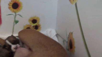 15ème Vidéo Maman Joya et ses petits pétard de STAFFORDLAND