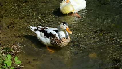 Nikon D7200 test video 1080p@60fps - DSC_2818