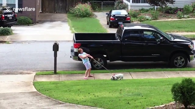 Lazy French bulldog doesn't want to go on her afternoon walk