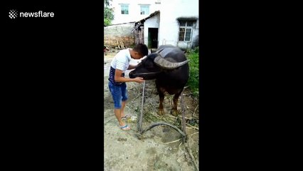 Water buffalo hitches itself to cart
