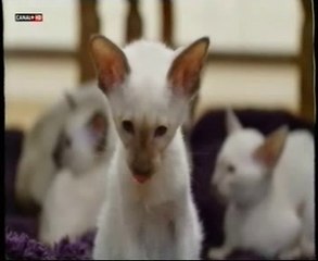 Gatos siameses: Temperatura y color