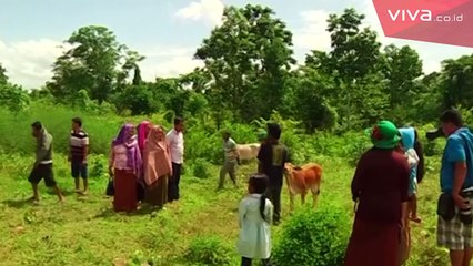 Anak Sapi Ini Dipercaya Sebagai Reinkarnasi Suami