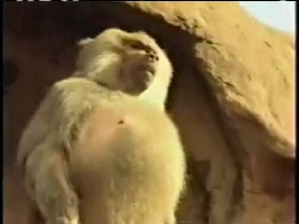 Baboon Launches High in the Air into the Polar Bear Pool