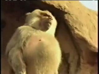 Baboon Launches High in the Air into the Polar Bear Pool
