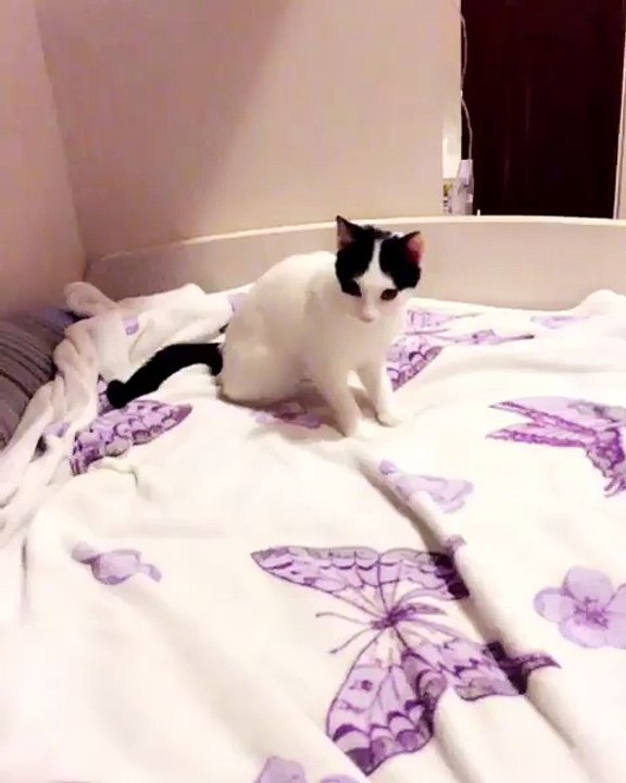 Un chat qui montre ses qualités d'acteur à sa maîtresse !