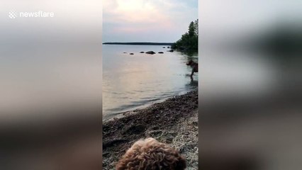 Overly excited dog 'swims' in the sea for the first time