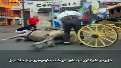 اسپین میں شدید گرمی، گھوڑا بے ہوش