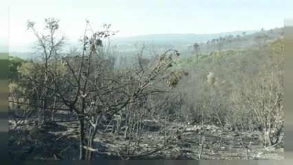 La Francia in fiamme, evacuate 12 mila persone in Costa Azzurra