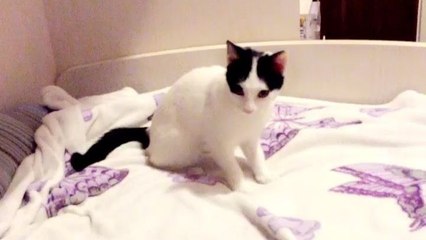 Ce chat mérite l'oscar du meilleur acteur