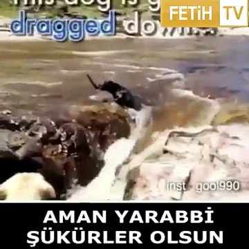 köpek deyip geçmeyin köpeklere bak inse-enlara yardım ettikleri gibi herkese yardım ederler
