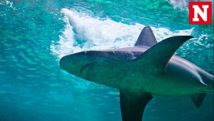Video of shark dragged by high-speed boat sparks outrage