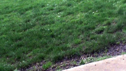 NIBIRU BLUE Planet very visible in Oregon sky 2017