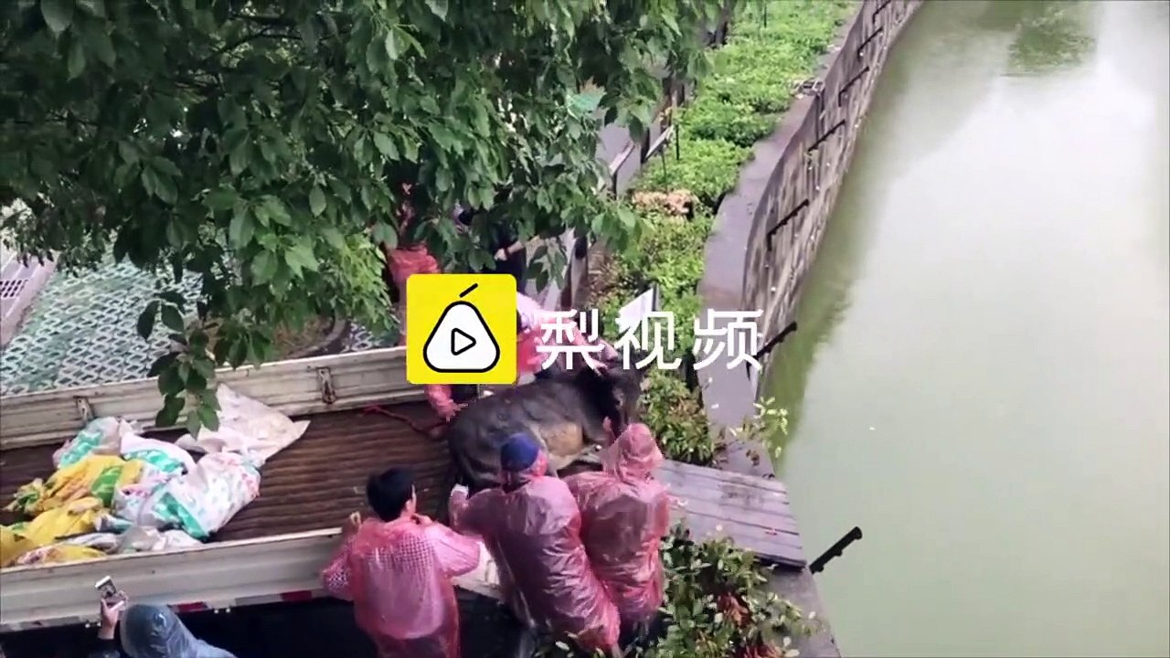 Chine : un âne jeté en pâture à des tigres dans un zoo