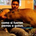 Es posible tener un animal salvaje como mascota? mira a las personas que lo tienen