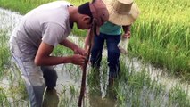 AMAZING Fishing - Net Fishing In Siem Reap Province Khmer Cast Net Fishing #17