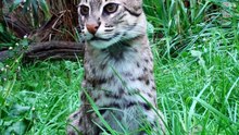 Fishing cat Prionailurus viverrinus